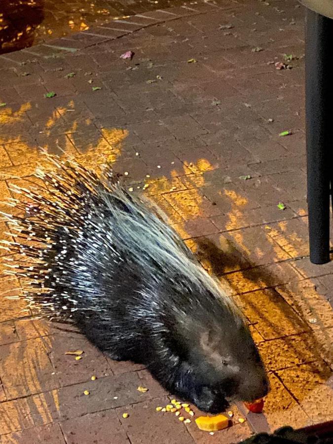 Porcupine Walk Apartman Simonʼs Town Kültér fotó